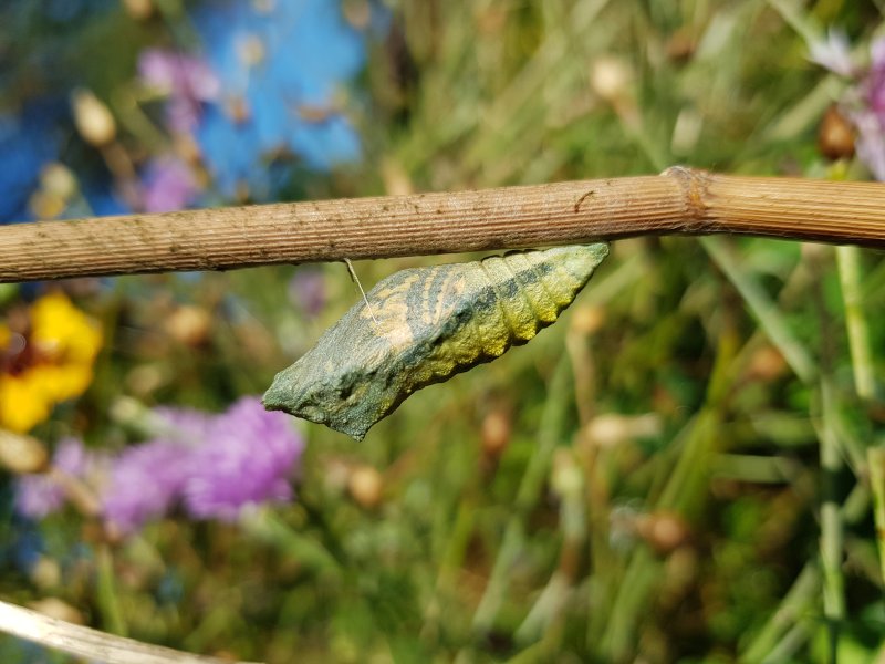 PAPILLON. MACHAON. L'émergence du papillon (Imago) est proche. Jardin FAY. BRUNO GODET